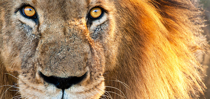 A sleeping lion awakens