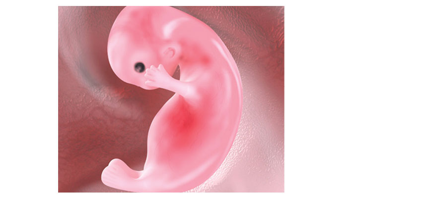 Oxford research: heart beats in 16 days