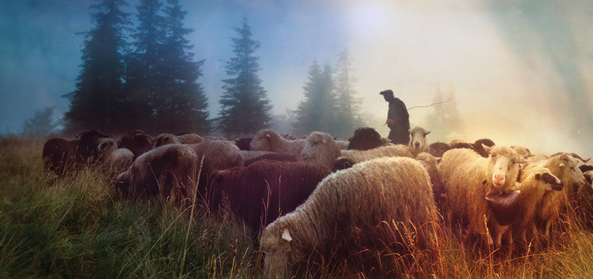 A shepherd’s sacrifice worthy of a flock’s thanks