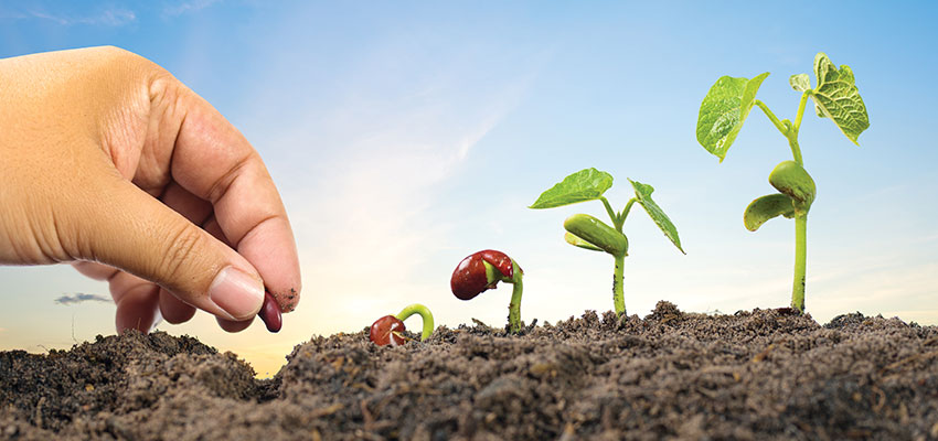 Sowing seeds of discipleship