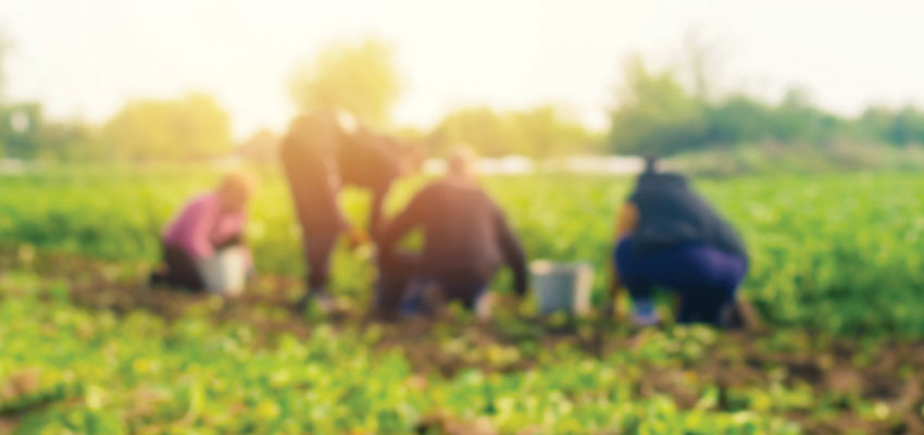 Field of dreams fulfilled